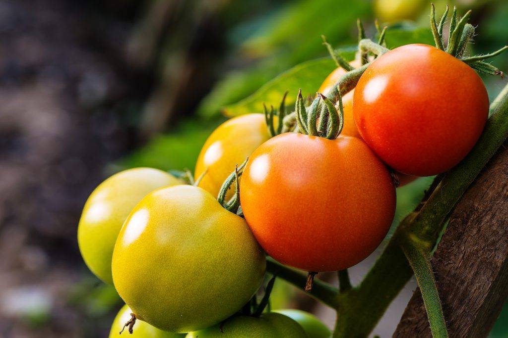 Лучшие сорта помидоров ленобласти