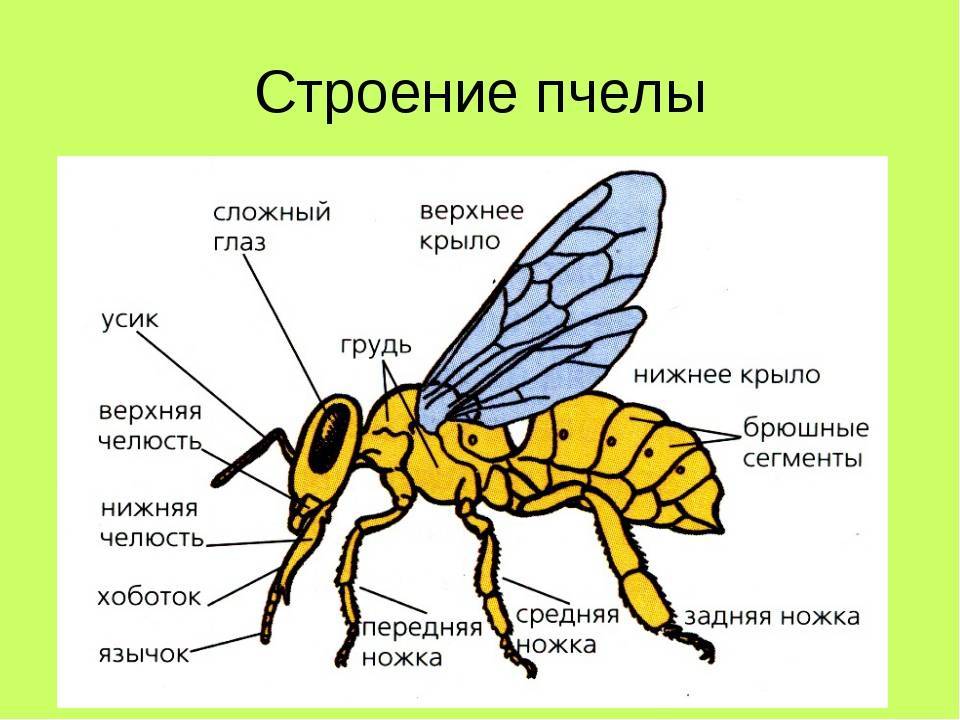 Строение пчелы для детей дошкольного возраста картинки