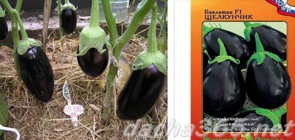 Баклажан щелкунчик f1: описание сорта, фото, отзывы, посадка и уход, выращивание, плюсы и минусы