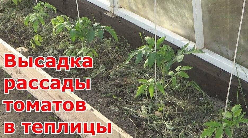 Посадка и уход за томатами в теплице из поликарбоната