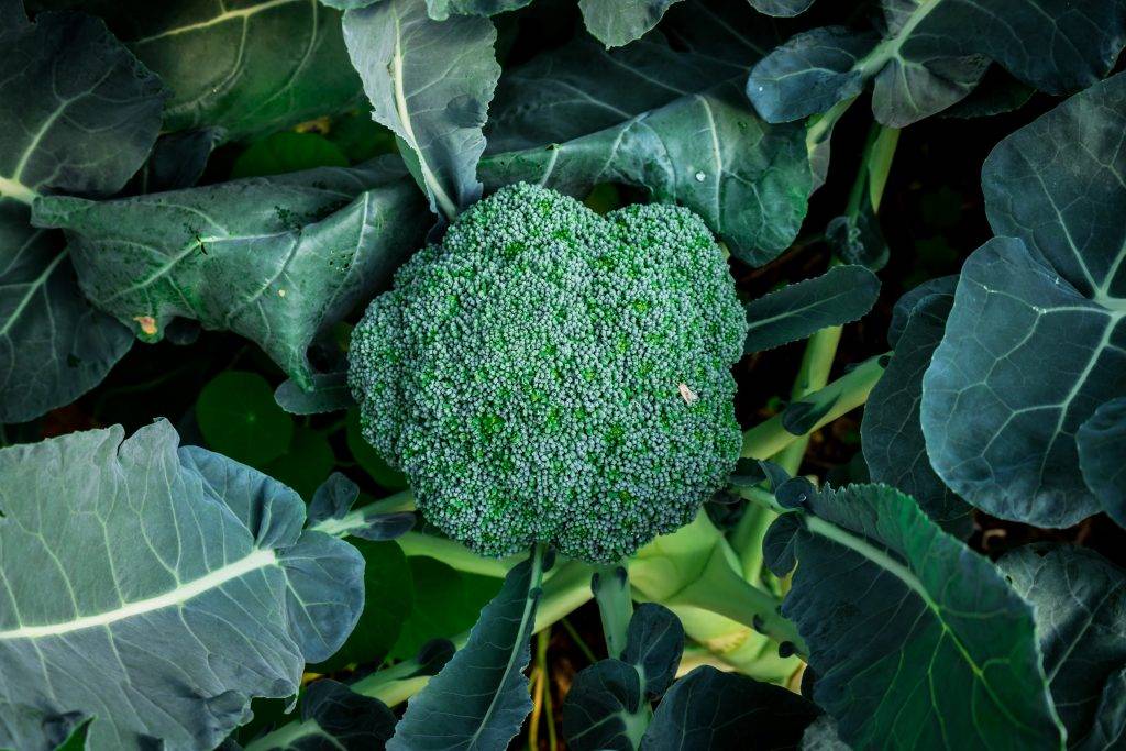 Капуста брокколи: особенности выращивания и ухода в открытом грунте, выбор семян, подготовка к посадке