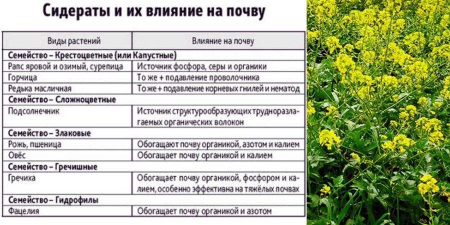 Горчица: использование и особенности посева в разные времена года | cельхозпортал
