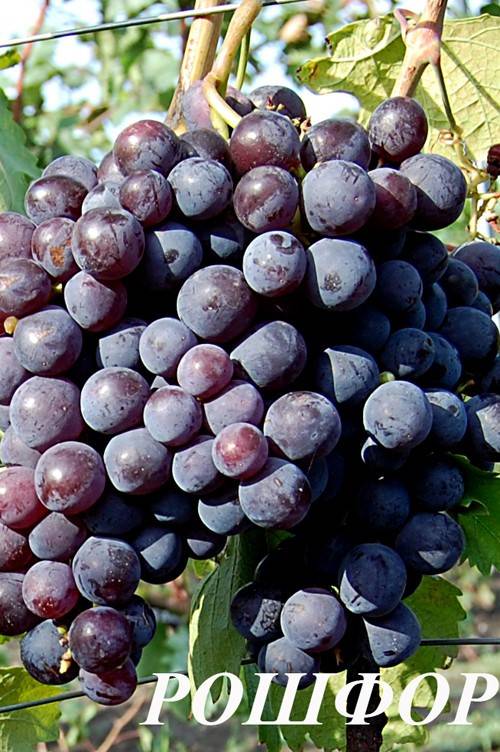 Виноград «рошфор»: описание сорта, фото, отзывы