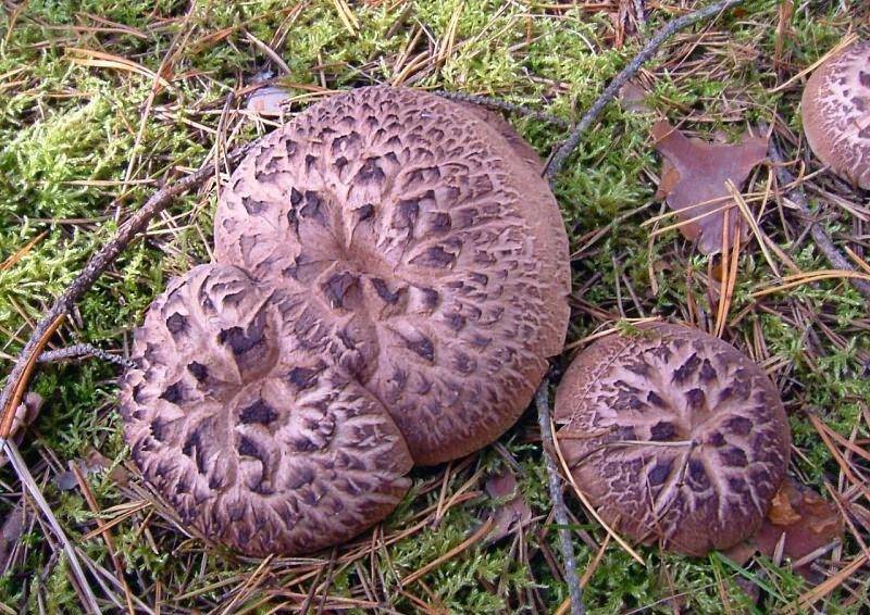 Как выглядит гриб ежевик и его описание (+20 фото)