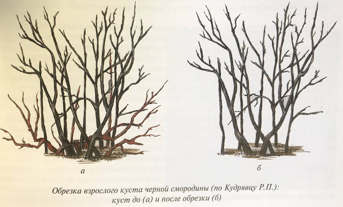 Обрезка калины весной для начинающих в картинках пошагово