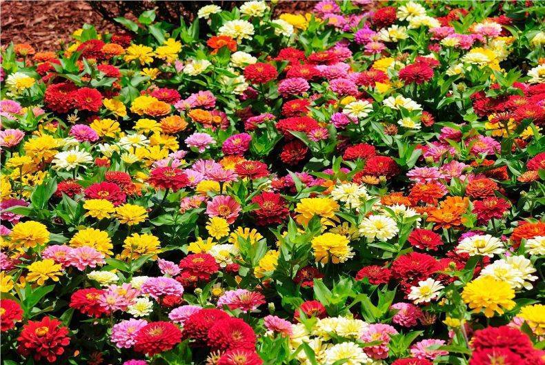 Самые неприхотливые цветы для дачи: 50 лучших вариантов