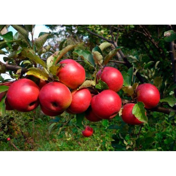 Яблоня заветное: описание сорта, характеристики, плюсы и минусы, фото, правила хранения урожая яблок, отзывы садоводов