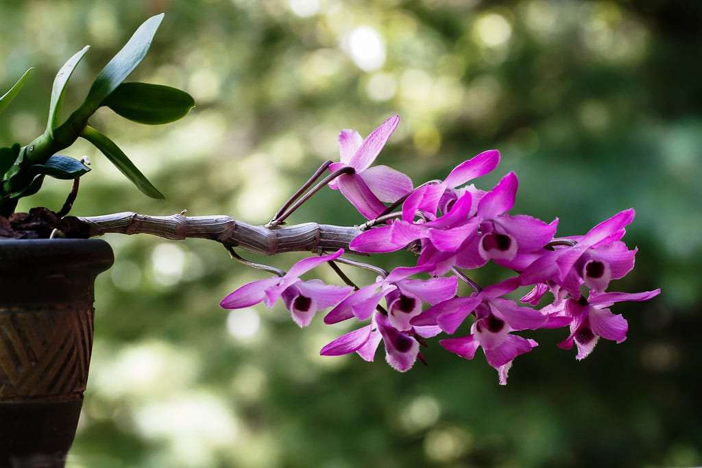 Орхидея дендробиум: описание древовидного растения с фото разновидностей, а также уход и размножение в домашних условиях, особенно во время цветения