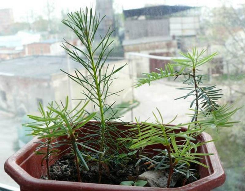 ✅ размножение кипариса черенками в домашних условиях: как укоренить веточку, как посадить и вырастить дерево из ветки - tehnoyug.com