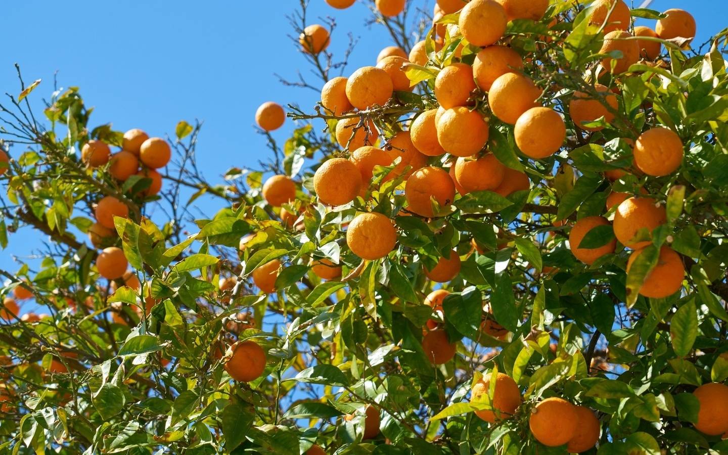 Где растут апельсины? чем полезен, основные сорта