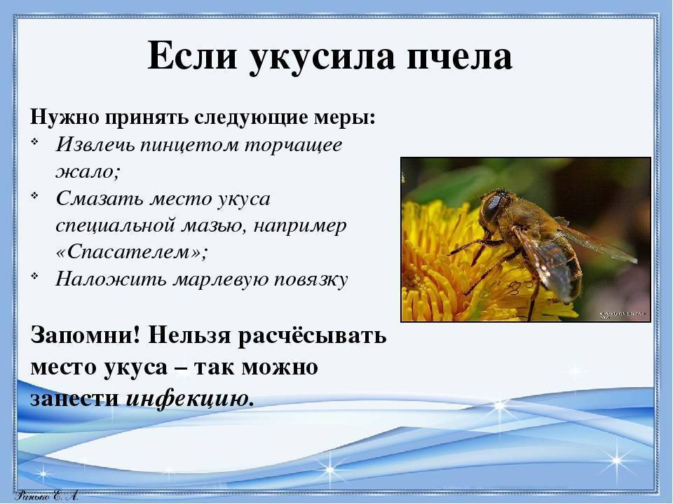 Народные средства при укусе насекомых. Что делать при укусе пчелы. Что делать если укусила пчела.