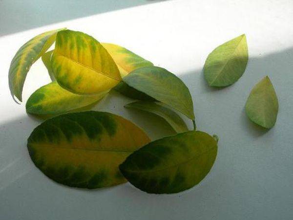 Почему опадают листья у лимона, методы борьбы