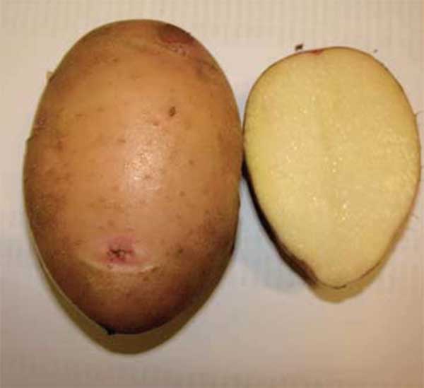 Картофель Молли. Сорт картофеля Крепыш.