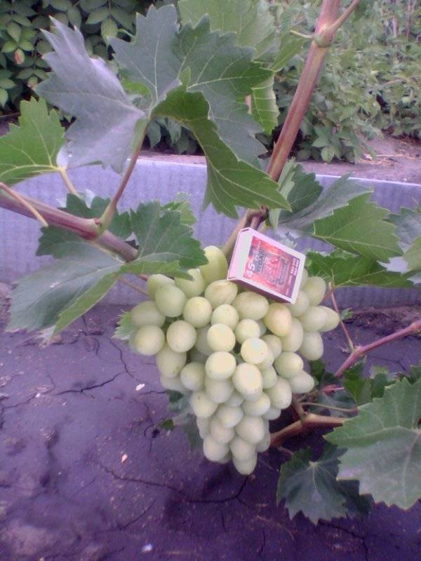 Особенности сорта винограда надежда аксайская