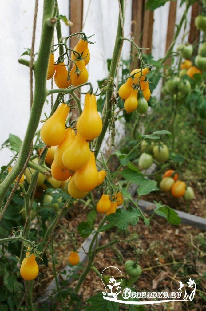 Медовая капля томат: характеристика и описание сорта, посадка и уход
