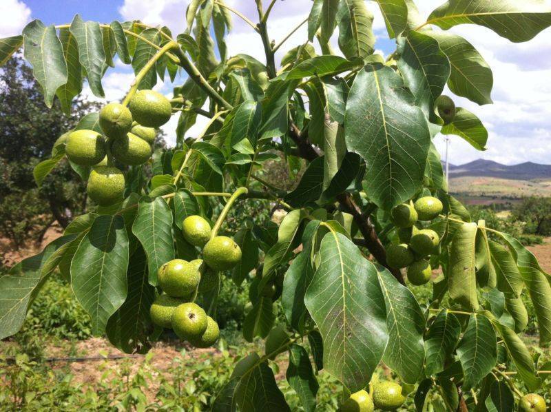 Грецкий орех – посадка и выращивание, зимостойкие сорта, размножение