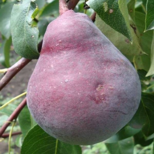 Груша "кармен": описание особенностей сорта и фото плодов selo.guru — интернет портал о сельском хозяйстве