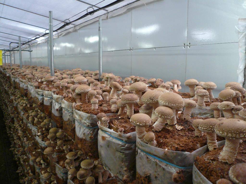 ???? как вырастить грибы дома: подготовка, выращивание и уход за урожаем