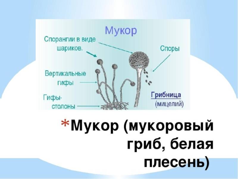 Подпишите на рисунке основные части гриба мукора