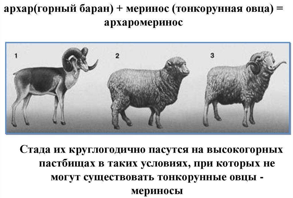 Как разводить меринос баранов и овец.