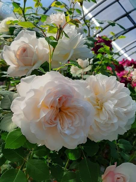 Английская парковая роза Остина Crocus Rose (Крокус Роуз)