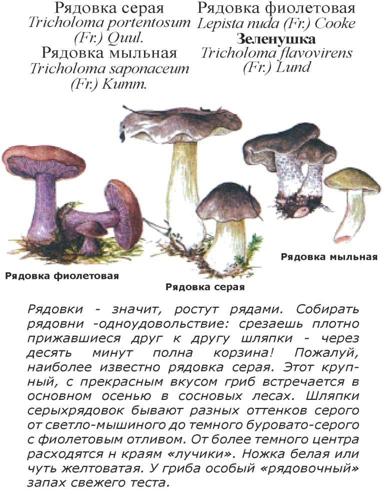 Рядовка Серая Фото И Описание Съедобная
