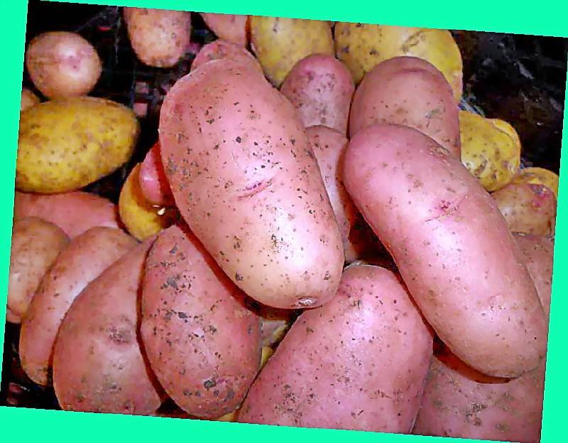 Лучшие сибирские сорта картофеля и полезные советы по их выращиванию