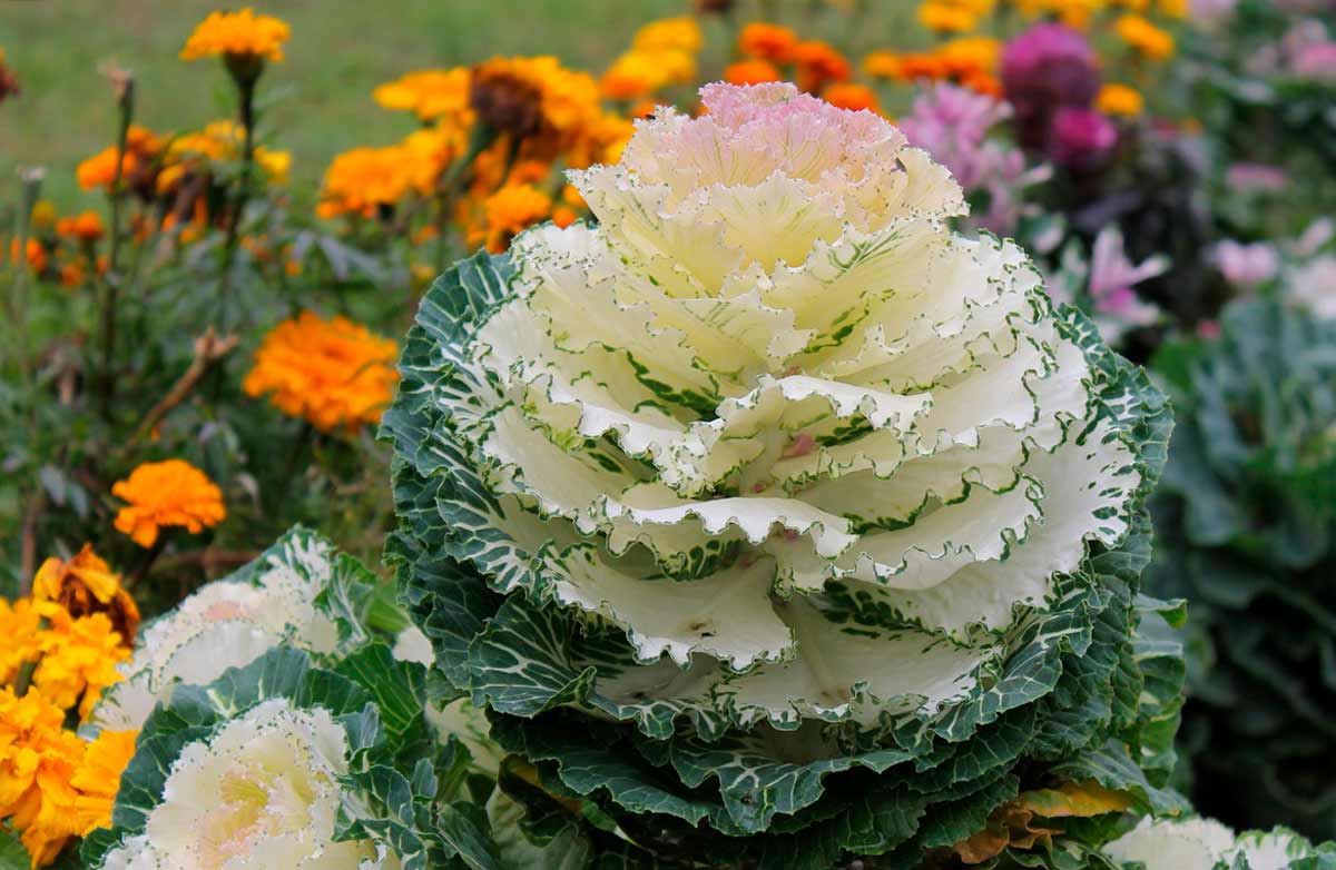 Декоративная капуста для клумбы: лучшее растение для украшения цветника