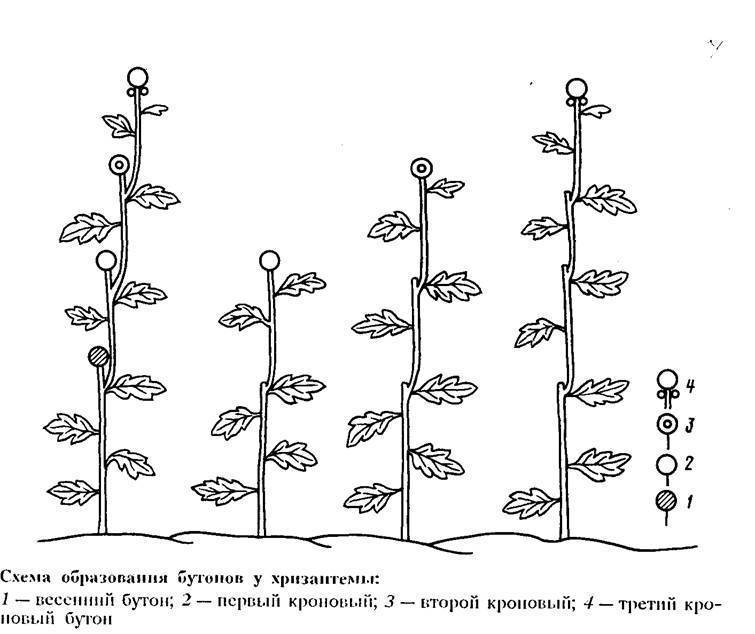 Нужно ли прищипывать рассаду хризантемы. Прищипка хризантемы мультифлора. Пасынкование хризантем схема. Схема прищипывание хризантем. Схема прищипывания дыни.