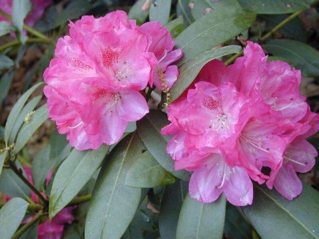 Рододендрон якушиманский: золотой тох, роза вольке, люмина, колибри - садоводство