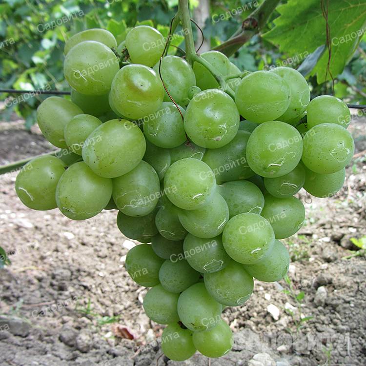 ᐉ дарья - гибридная форма винограда