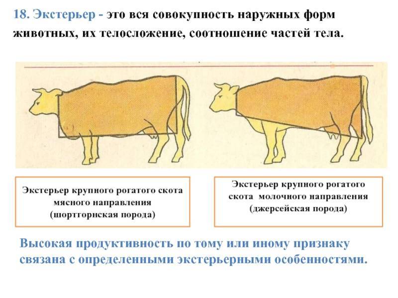 Содержание телят в домашних условиях: кормление, помещение, уход