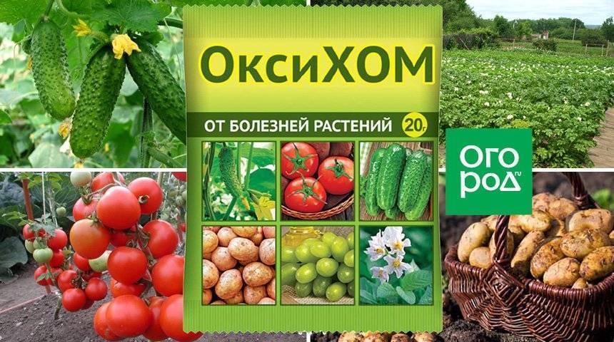 Оксихом инструкция по применению. Оксихом 10г. Хом и Оксихом. Оксихом фунгицид.