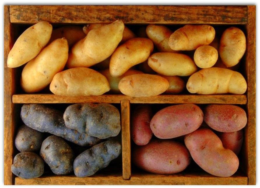 Узнай какой картофель лучше хранится зимой: 4 способа хранения