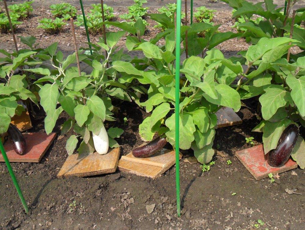 Как сажать баклажаны в открытый грунт рассадой | высаживание рассады баклажан: правила, подготовка, уход
