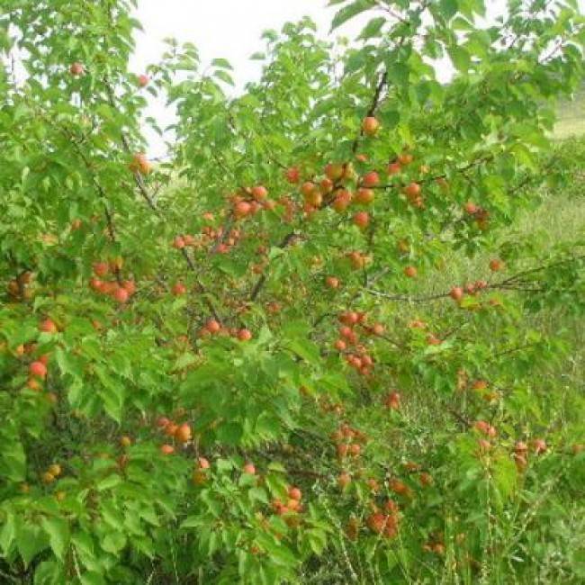 Описание сорта абрикосов манитоба, урожайность, посадка и уход