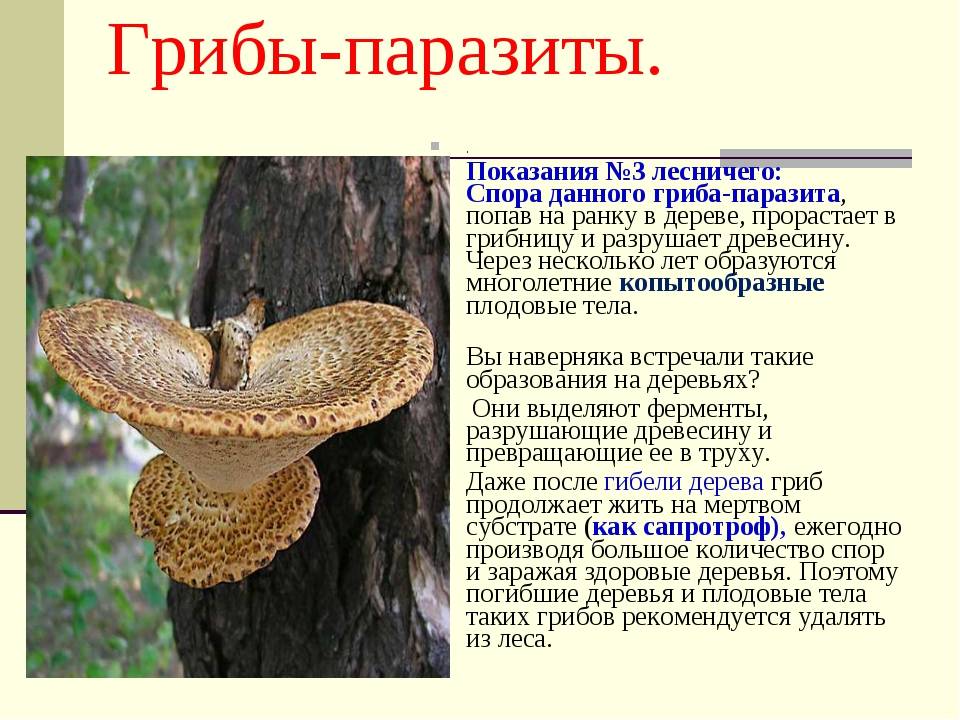 Группы грибов паразитов