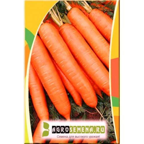 Сорт моркови бангор. описание, фото, отзывы