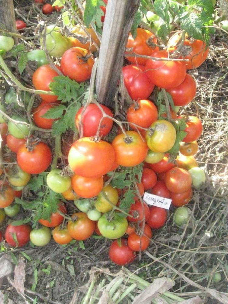 Низкорослые томаты для открытого грунта: 9 сортов проверила сама