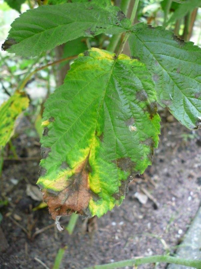 Малина болезни и лечение с фото листьев