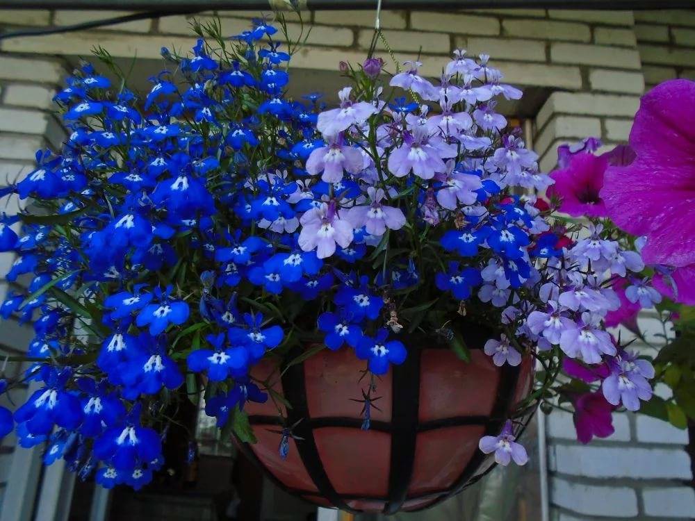 Цветок лобелия посадка и уход в саду фото