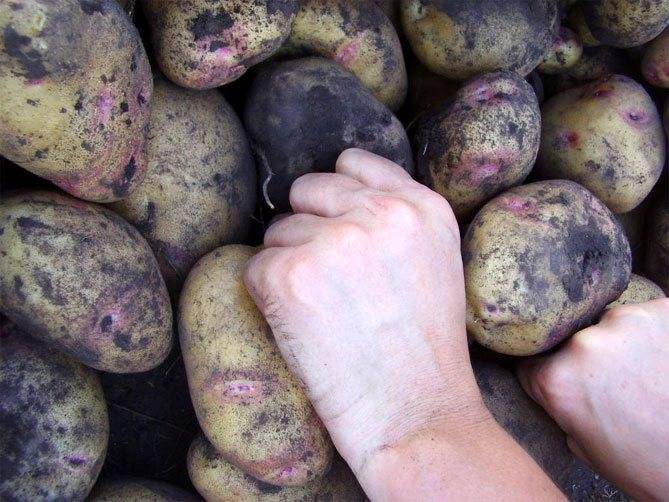 Пикассо картофель характеристика фото - выращивание из семян!