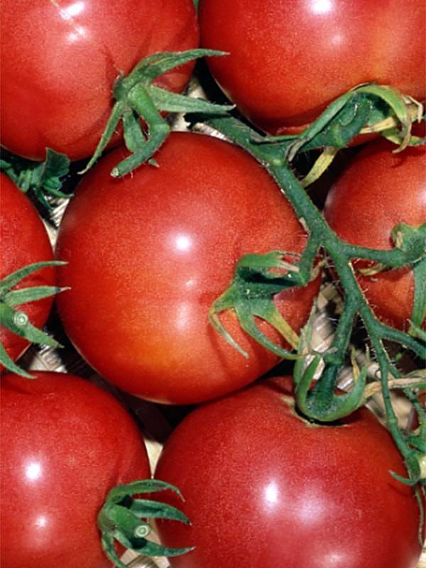 Когда сажать томаты северо запад 2020 сеять семена на рассаду, посадка помидор в грунт и теплицу
