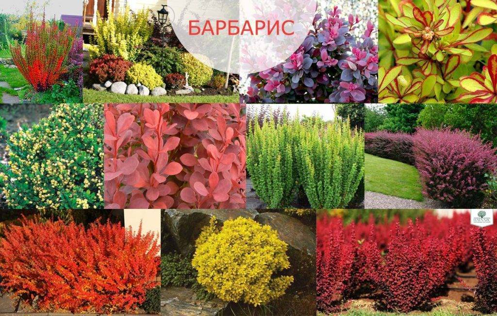 Барбарис в саду: какой сорт выбрать и как правильно посадить