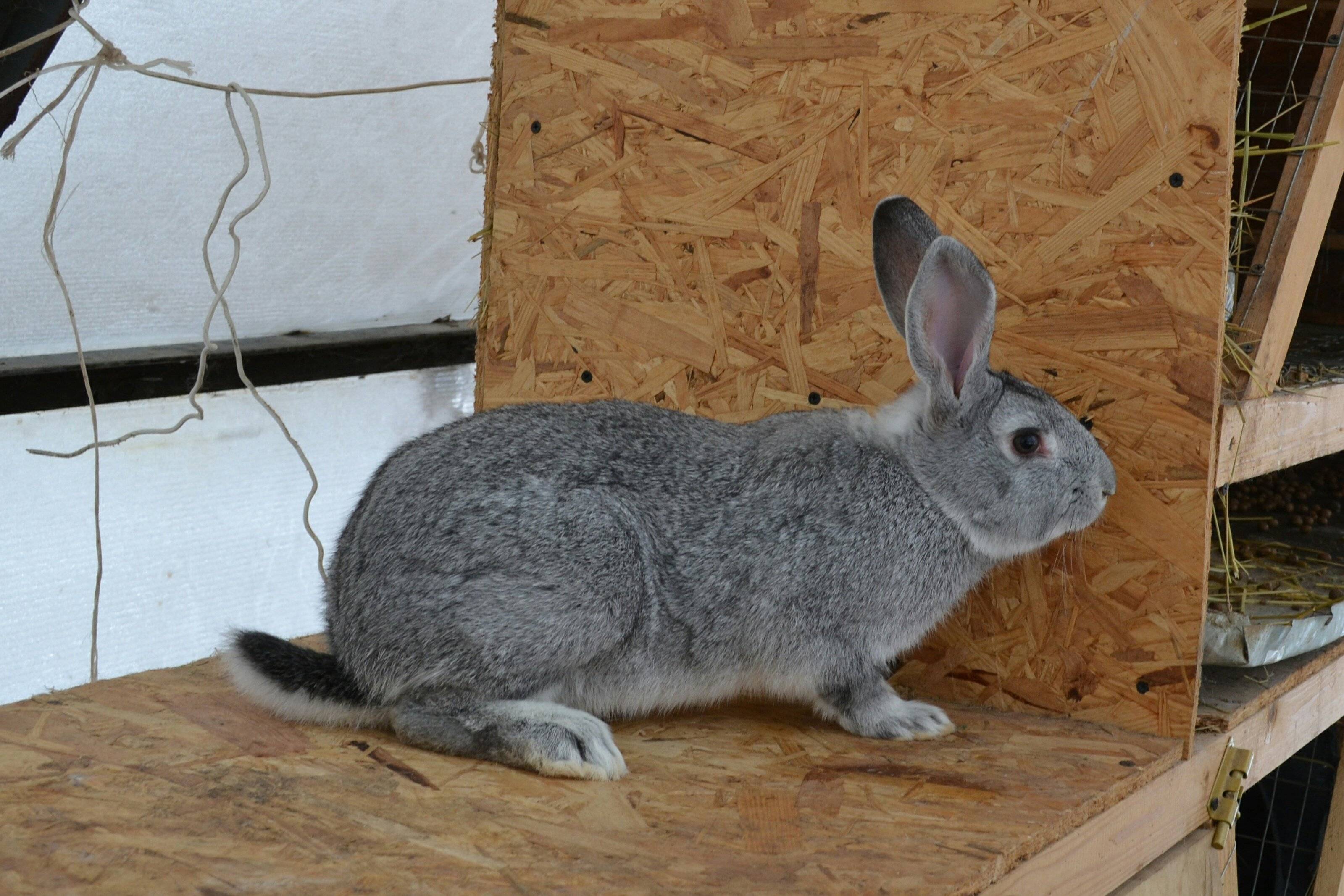 Кролики породы шиншилла - это одна из самых популярных пород у кролиководов.