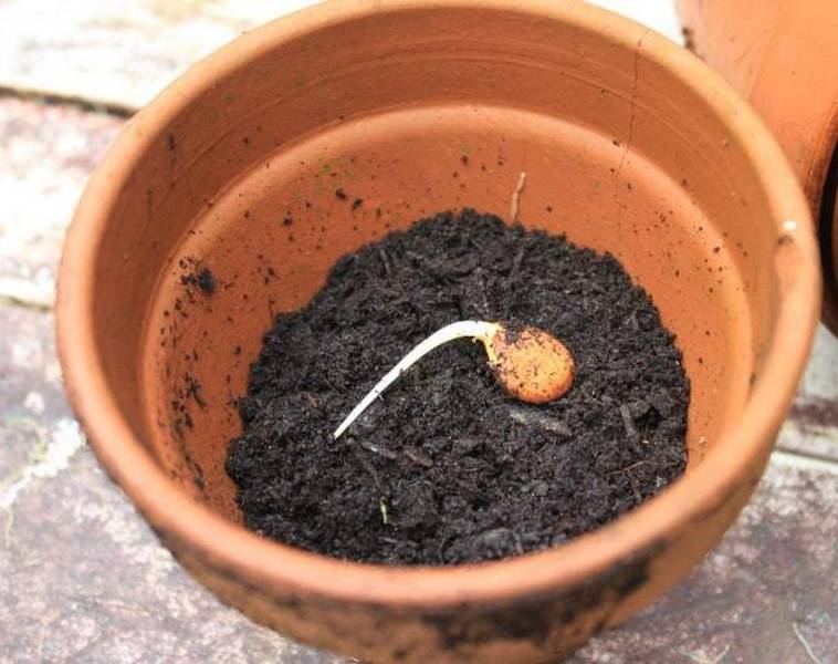 Как посадить черешню из косточки в домашних условиях летом фото пошагово