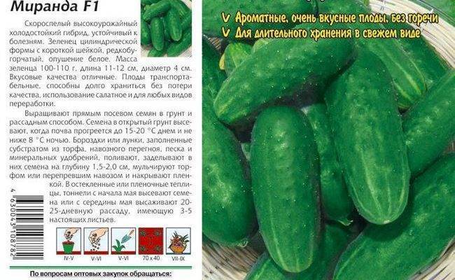 Огурец кустовой характеристика фото