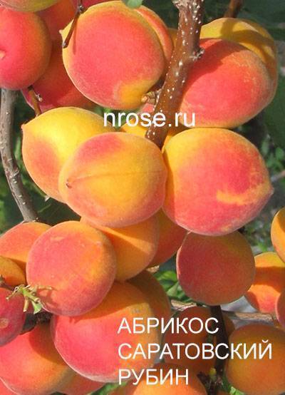 Абрикос саратовский рубин: описание сорта, отзывы, фото дерева
