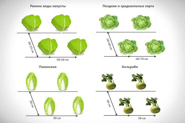 Брюссельская капуста схема посадки расстояние между кустами