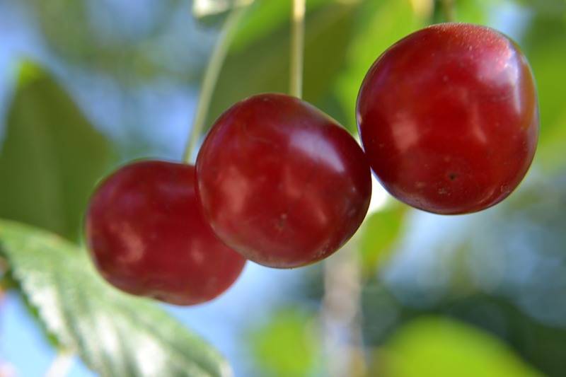 Выращивание вишни брусницына - агро журнал dachnye-fei.ru